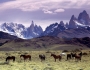cavalli_al_pascolo_ai_piedi_del_massiccio_del_fitz_roy_patagonia