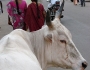 vaca-pe-strada-india