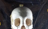Muzeul de Istorie Națională și Arheologie, Constanța