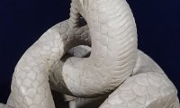 Sarpele Glykon, Muzeul de Istorie Națională și Arheologie, Constanța