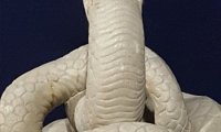 Sarpele Glykon, Muzeul de Istorie Națională și Arheologie, Constanța