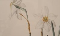 Flori sălbatice din România—o istorie botanică (13)