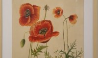 Flori sălbatice din România—o istorie botanică (17)