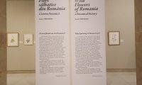 Flori sălbatice din România—o istorie botanică (19)