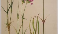 Flori sălbatice din România—o istorie botanică (5)