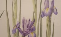 Flori sălbatice din România—o istorie botanică (14)