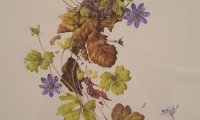 Flori sălbatice din România—o istorie botanică (8)