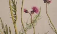 Flori sălbatice din România—o istorie botanică (9)