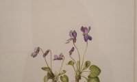 Flori sălbatice din România—o istorie botanică (2)