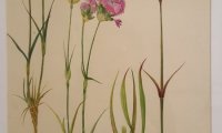 Flori sălbatice din România—o istorie botanică (4)