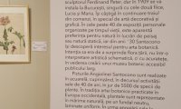 Flori sălbatice din România—o istorie botanică (6)