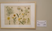 Flori sălbatice din România—o istorie botanică (7)