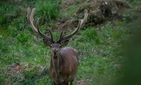 Bunea Wilderness Cabin – Travel Carpathia (4)