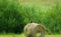 Cobor Farm – Travel Carpathia (55)