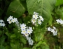 flori-muntii-bucegi-11