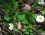 flori-muntii-bucegi-2