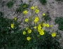 flori-muntii-bucegi-3