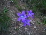 flori-muntii-bucegi-4
