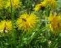 flori-muntii-bucegi-9