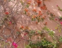 dsc04903