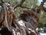acesta-cel-batran-maslin-insula-zakynthos-peste-1-000-ani
