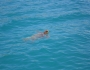 broasca-testoasa-caretta-caretta