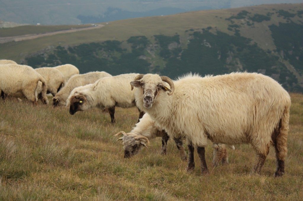 Munţii Rodnei - Turma de oi