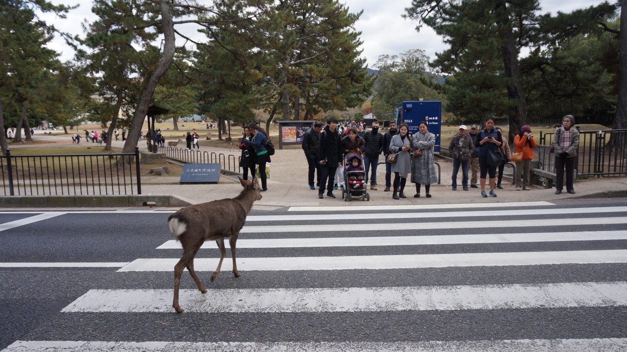 Nara Park