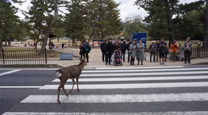 Nara Park