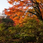 Tokyo Imperial Gardens - Japonia